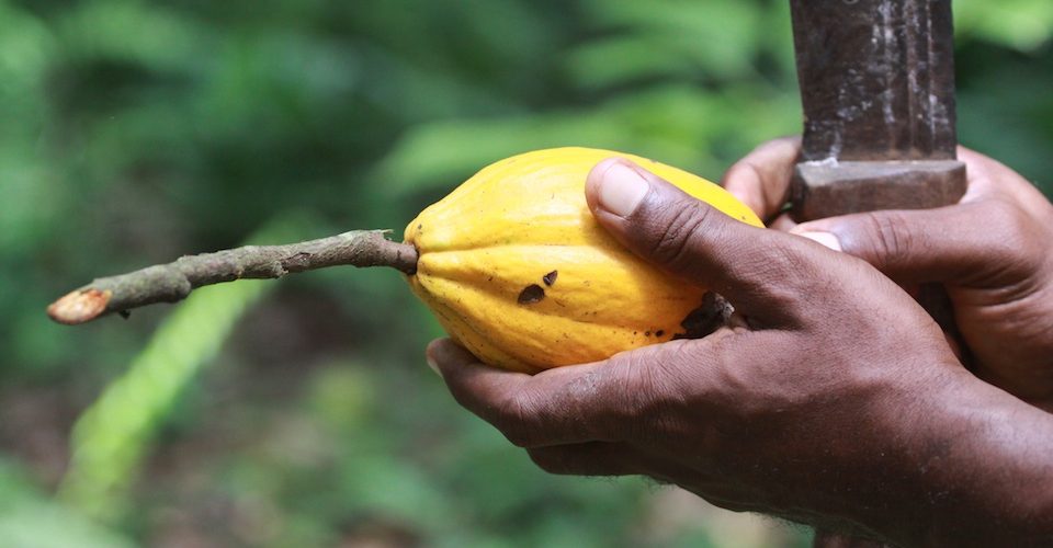 Cacao_Fotolia_34384895© jf Lefèvre