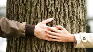tree touch A\J AlternativesJournal.ca 