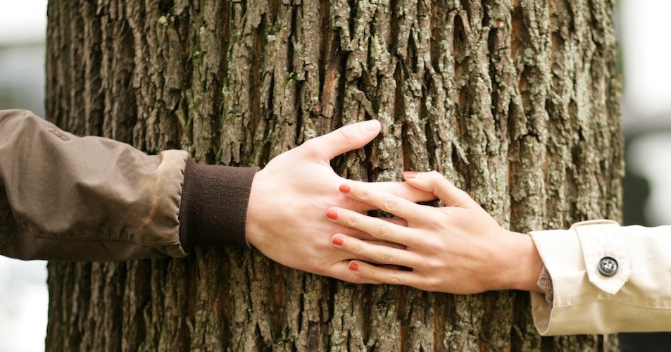 tree touch A\J AlternativesJournal.ca