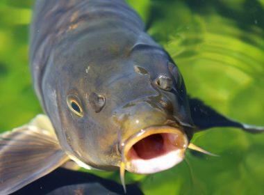 Asian Carp A\J AlternativesJournal.ca