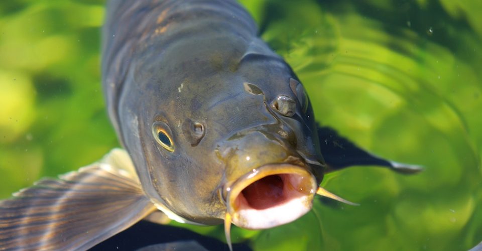 Asian Carp A\J AlternativesJournal.ca