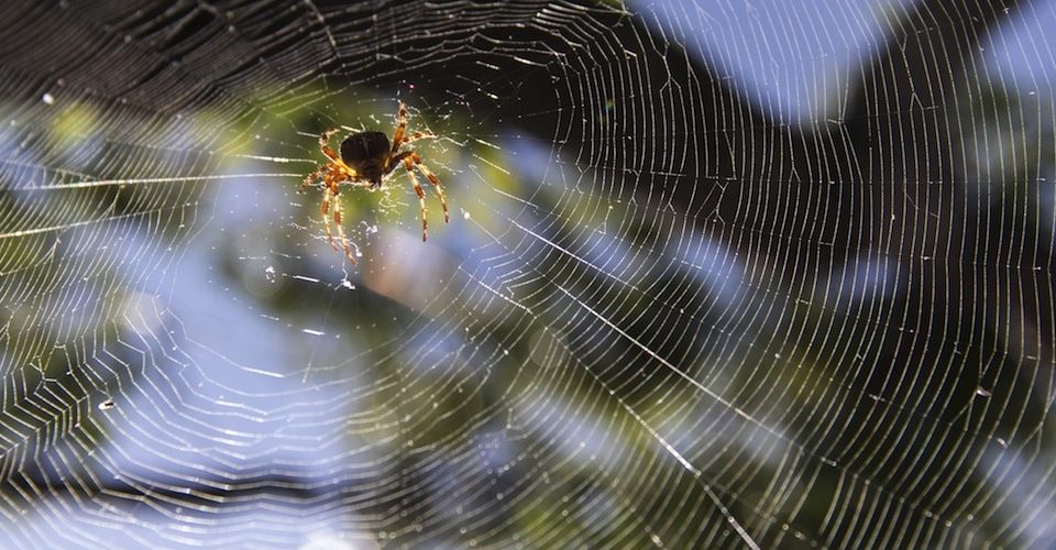 spider web natural insect control A\J AlternativesJournal.ca