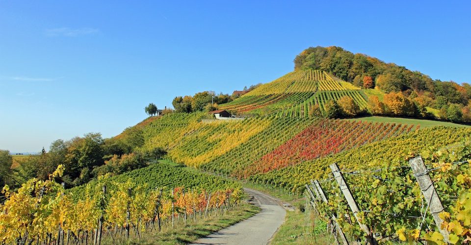 winery eco-friendly travel voluntour A\J AlternativesJournal.ca