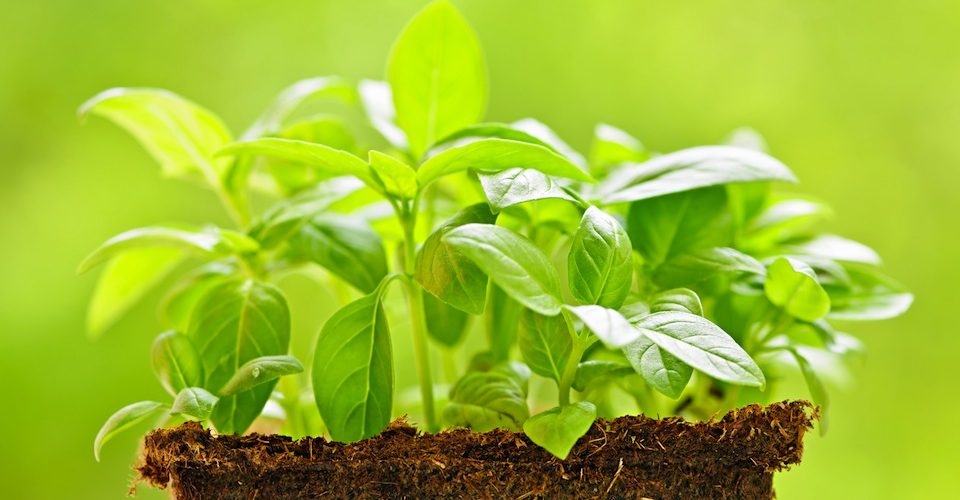 basil plan © Elenathewise - Fotolia 49738043
