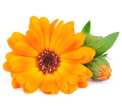 Calendula flower © margo555 - Fotolia