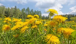 Dandelions in a field.