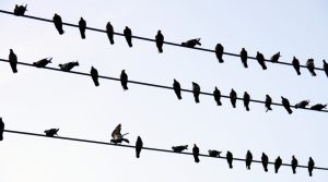 birds on a wire 65510827 © paisan191 - Fotolia