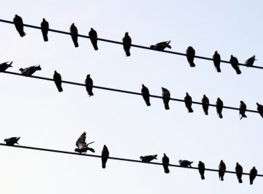 birds on a wire 65510827 © paisan191 - Fotolia