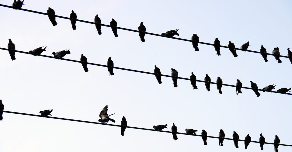 birds on a wire 65510827 © paisan191 - Fotolia