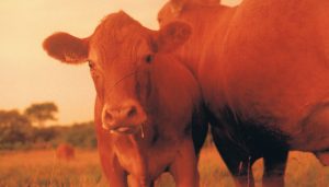 The face of grass fed beef