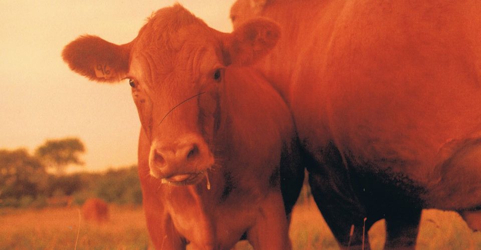 The face of grass fed beef