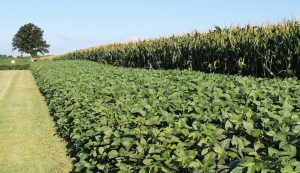 notill